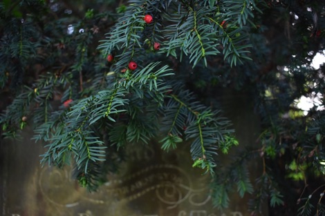 Yew branches with red berries